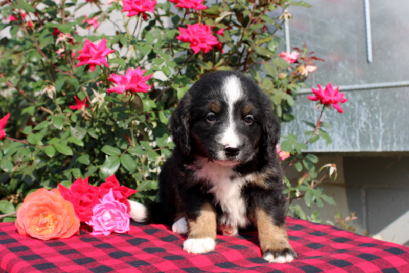 puppy, for, sale, Bernedoodle, Matthew B. Stoltzfus, dog, breeder, Gap, PA, dog-breeder, puppy-for-sale, forsale, nearby, find, puppyfind, locator, puppylocator, aca